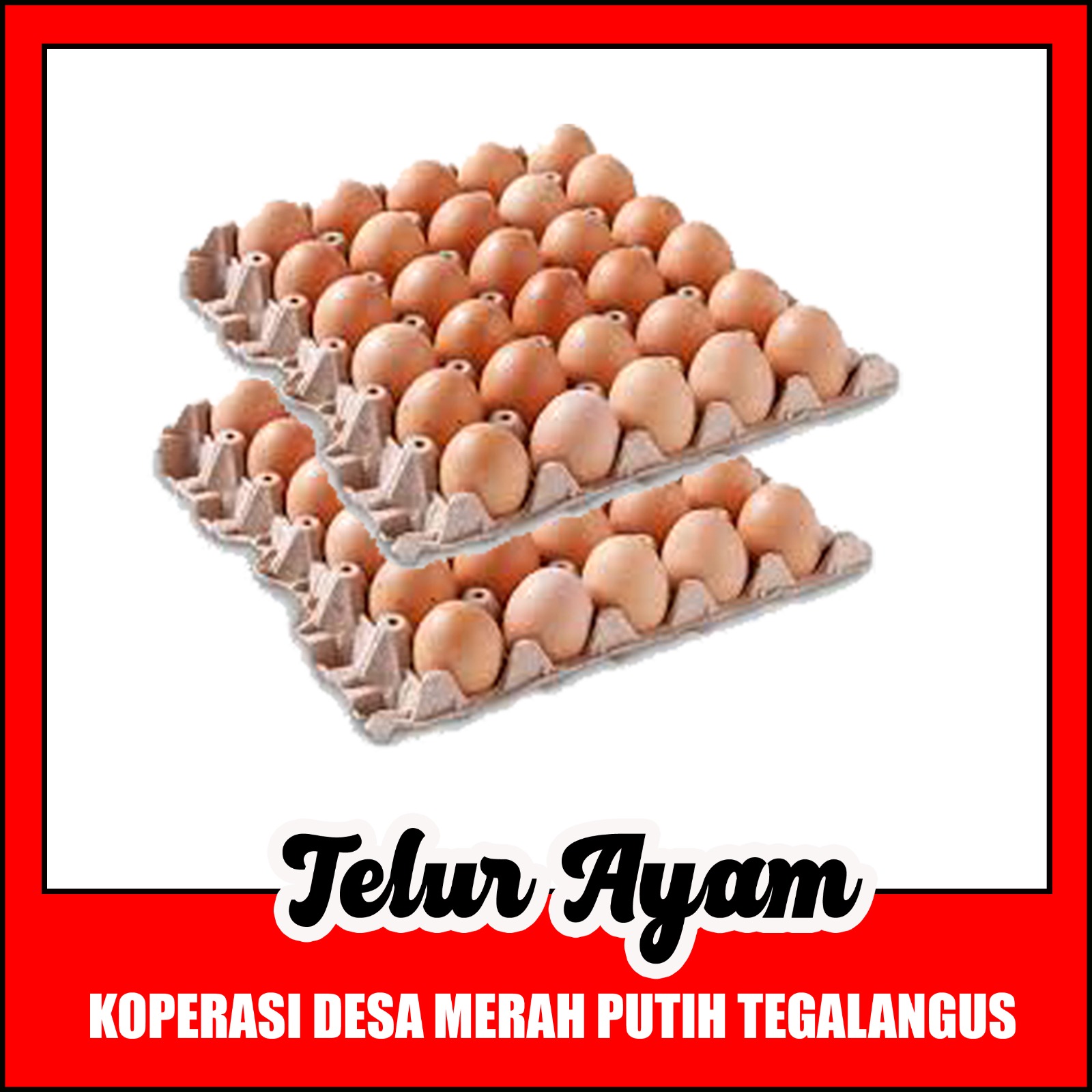Telur Ayam