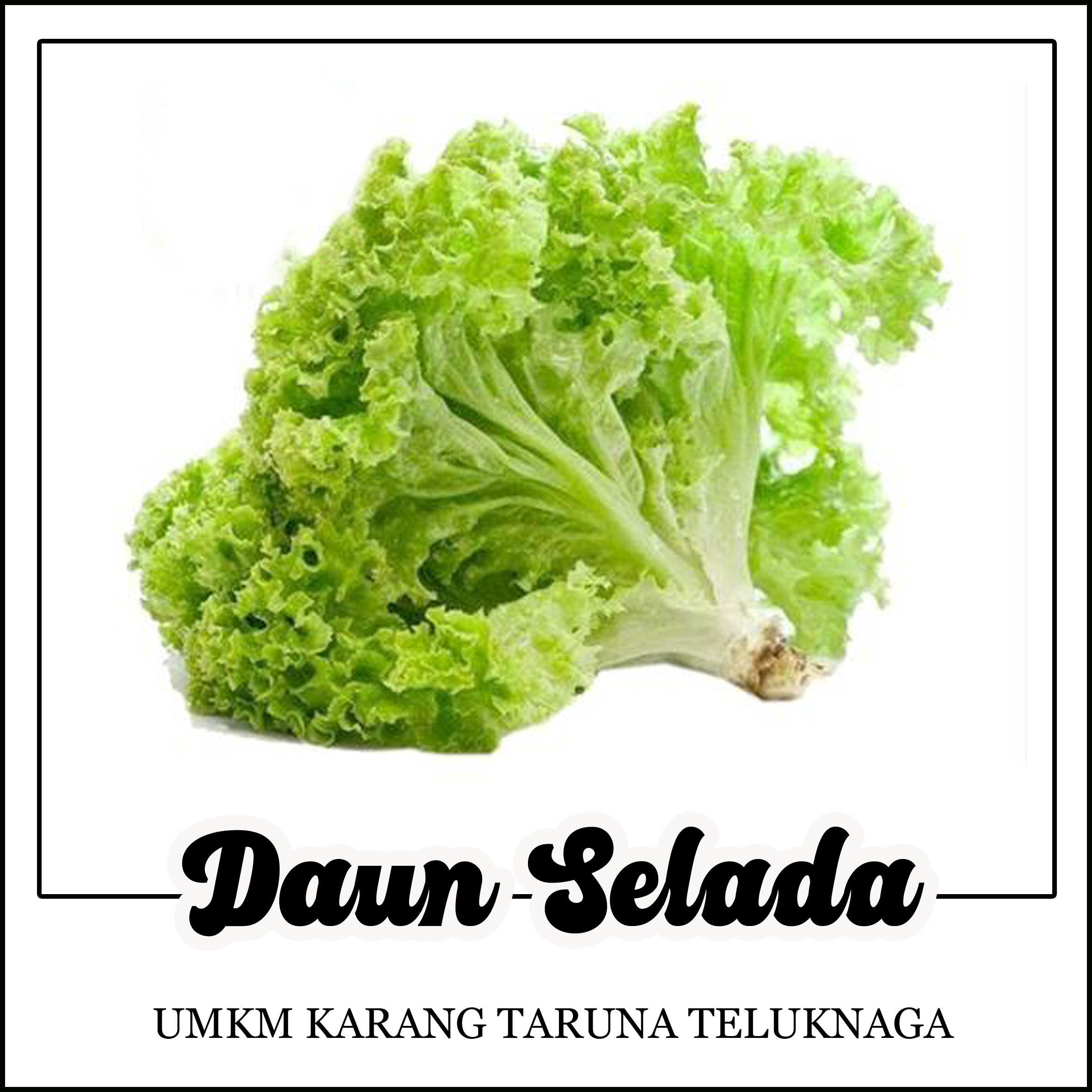 daun selada